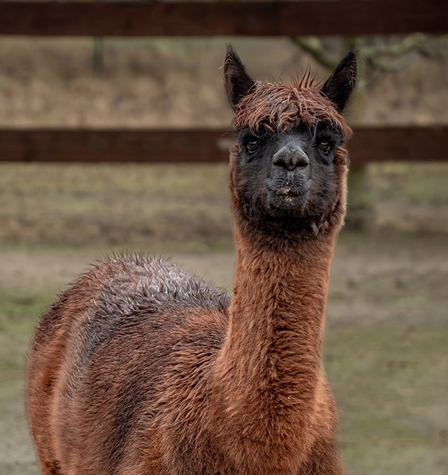 Damensocke Alpaka Merino